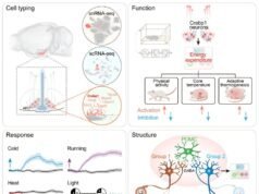Discovery of Crabp1 neurons in the arcuate nucleus: a new controller of energy expenditure Discovery of Crabp1 neurons in the arcuate nucleus: a new controller of energy expenditure
