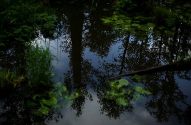 Retrasos en la ley de la UE contra la deforestación ponen en riesgo los bosques, advierten grandes empresas